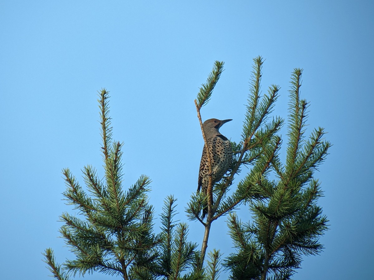 Northern Flicker (Yellow-shafted x Red-shafted) - ML614051050