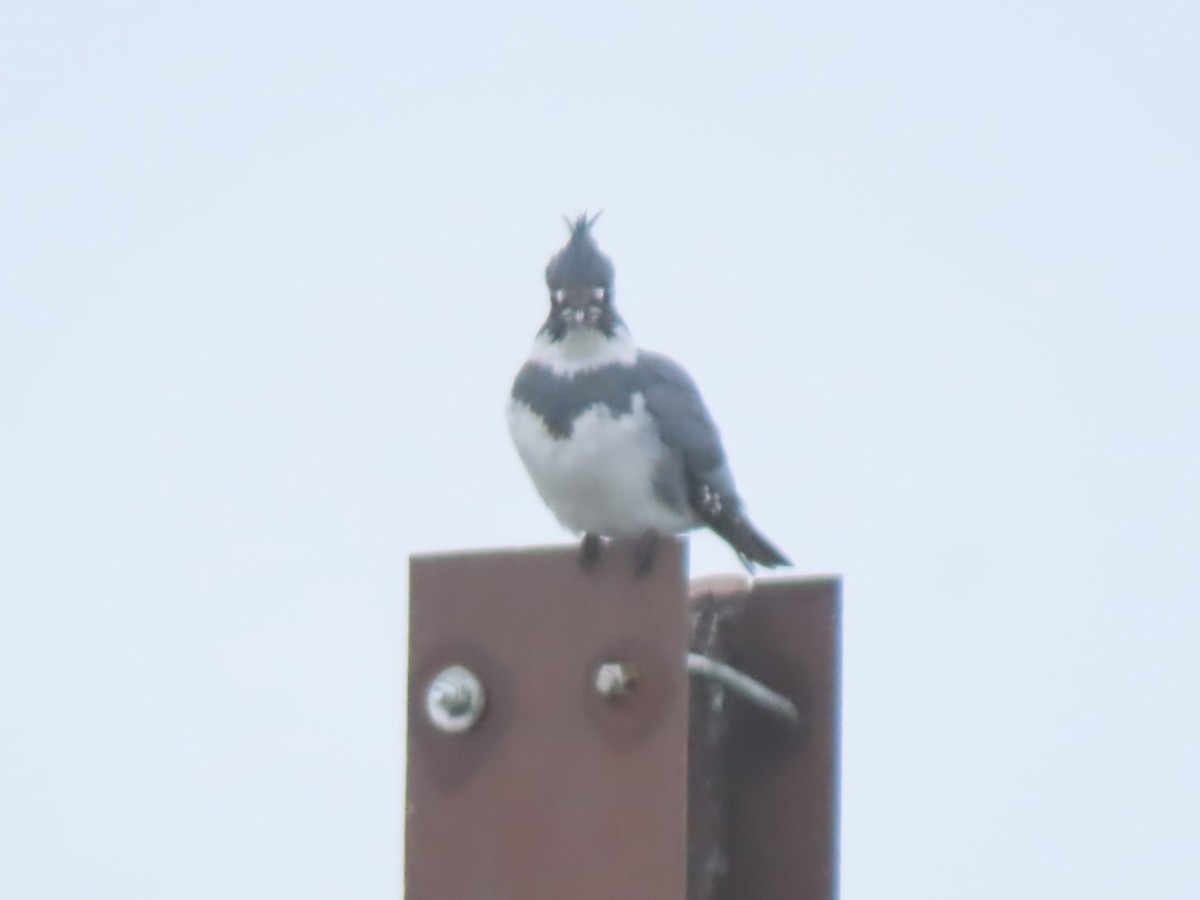 Belted Kingfisher - ML614051074