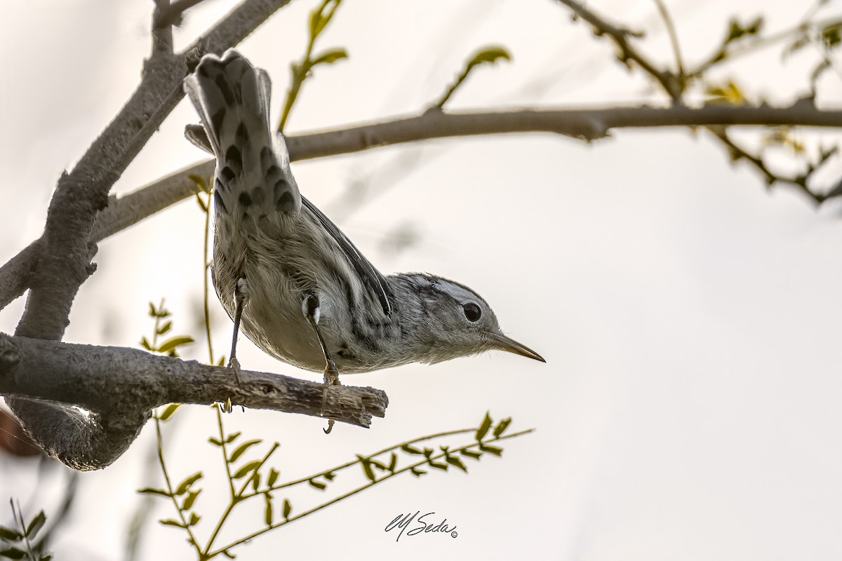 Black-and-white Warbler - ML614051330