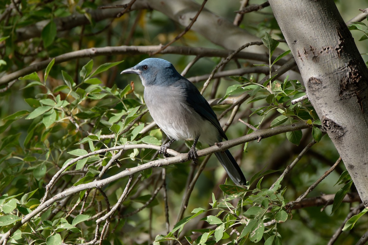 Mexican Jay - ML614051724