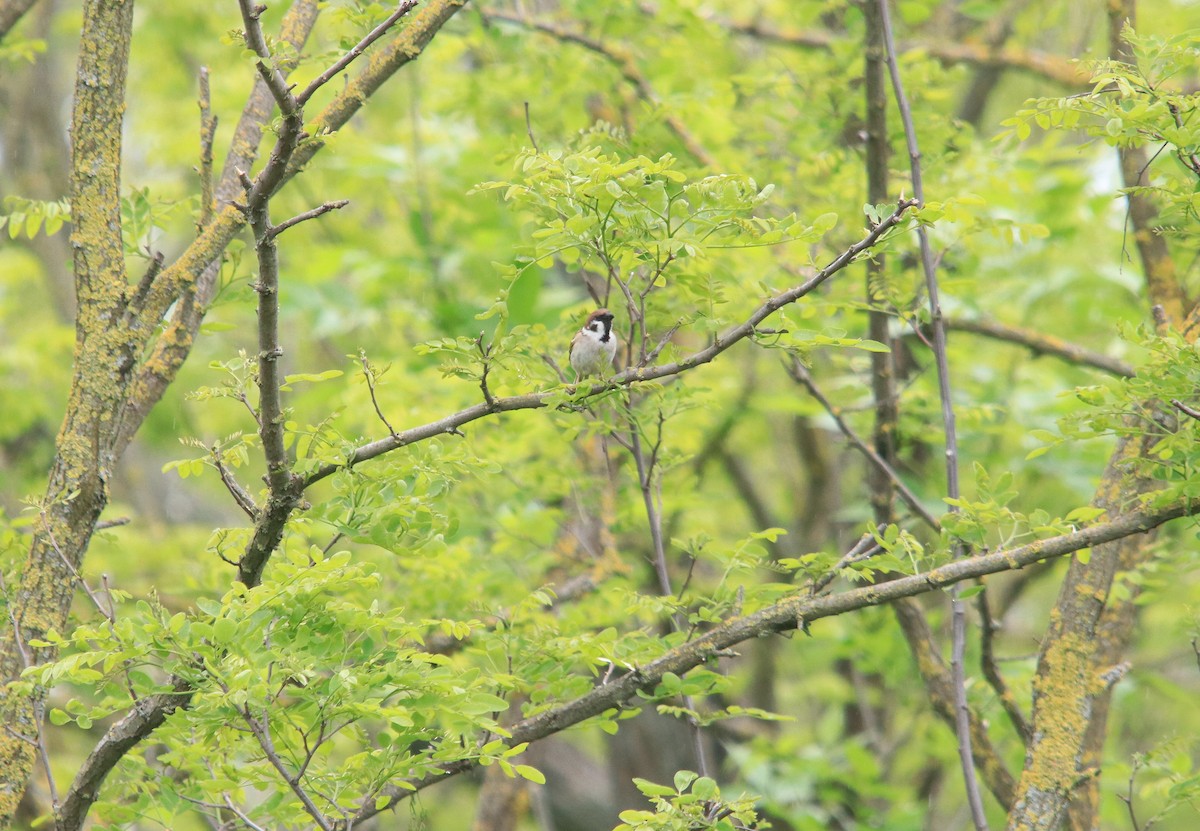 Eurasian Tree Sparrow - ML614051935