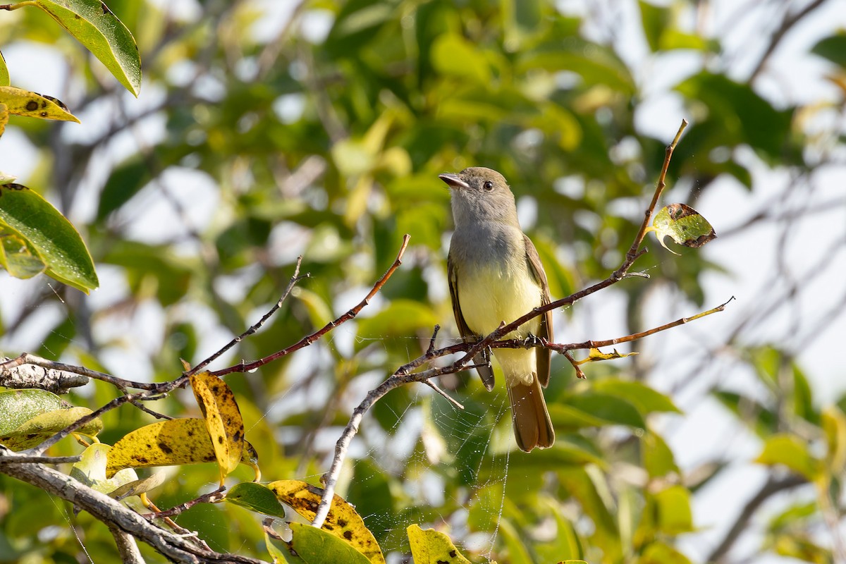 Great Crested Flycatcher - ML614052138