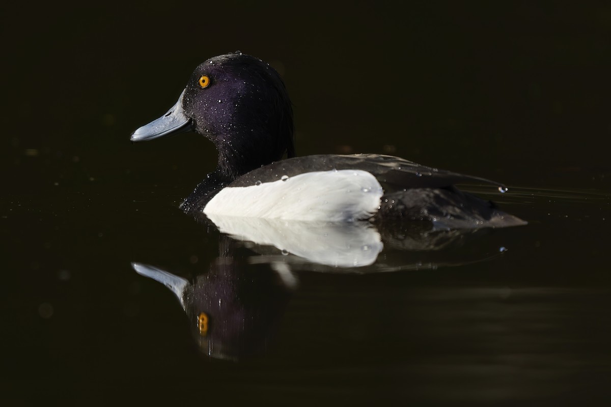 Tufted Duck - ML614052240