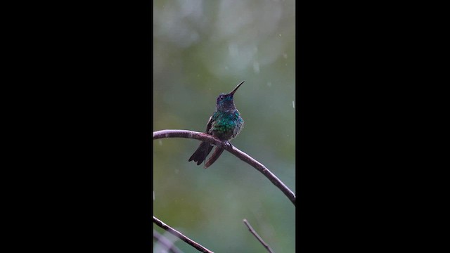 kolibřík nymfový - ML614052560