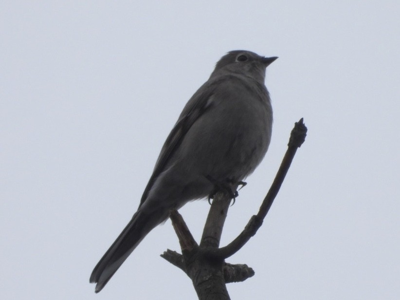 Townsend's Solitaire - ML614052561