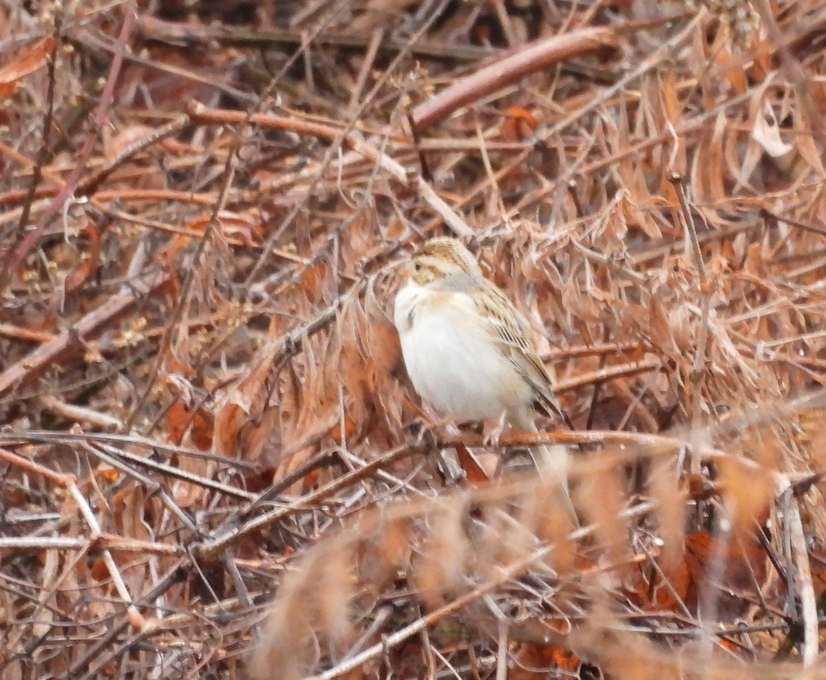 Clay-colored Sparrow - ML614052806
