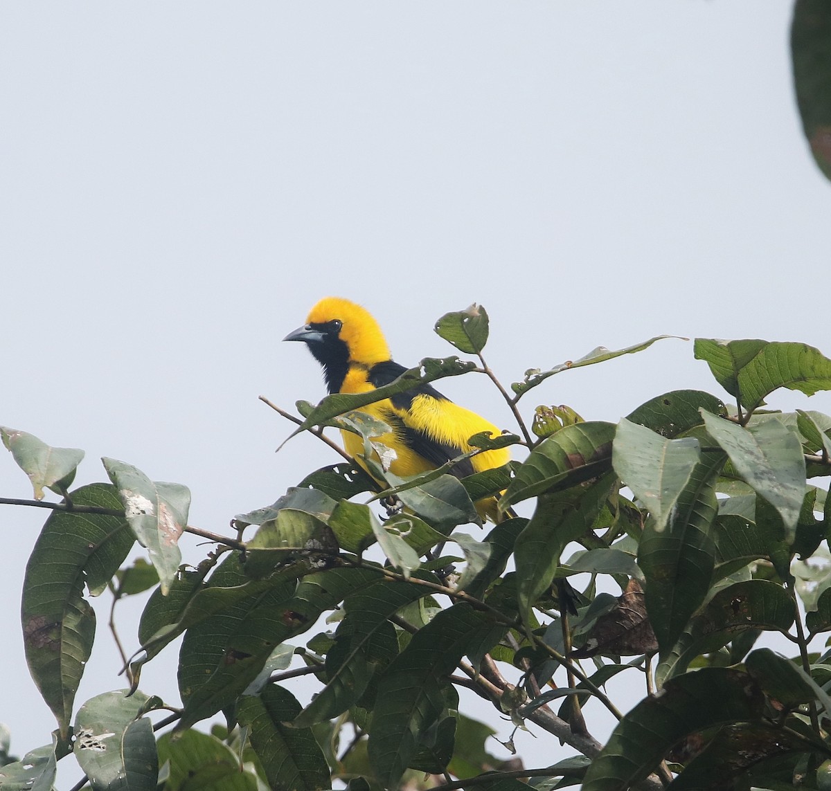 Yellow-tailed Oriole - ML614052885