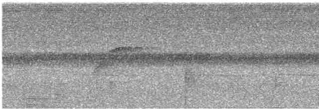 blåkronemanakin (coronata gr.) - ML614052902
