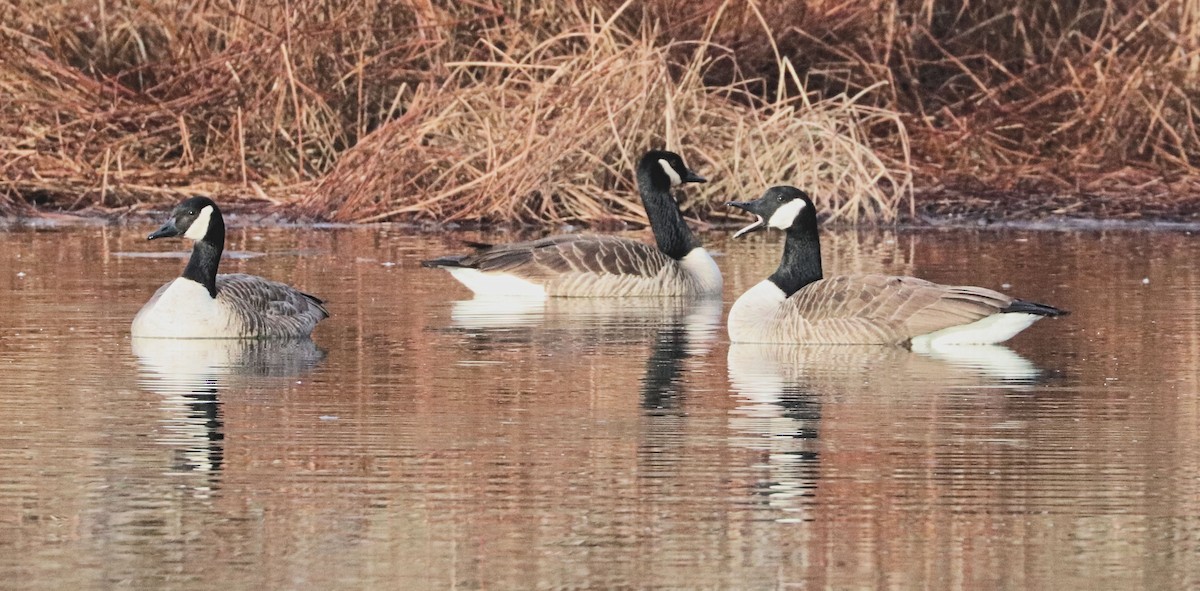 eBird Checklist 27 Jan 2024 Botetourt Center at Greenfield 25 species