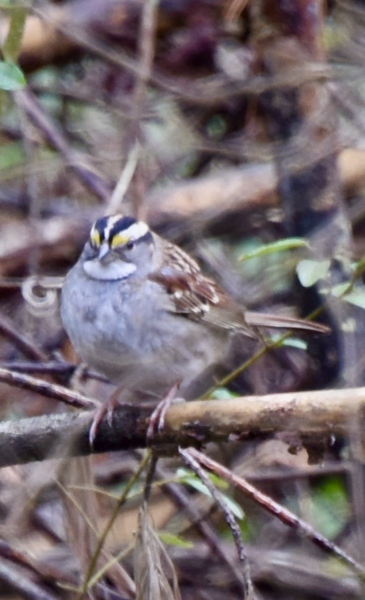 White-throated Sparrow - ML614053146