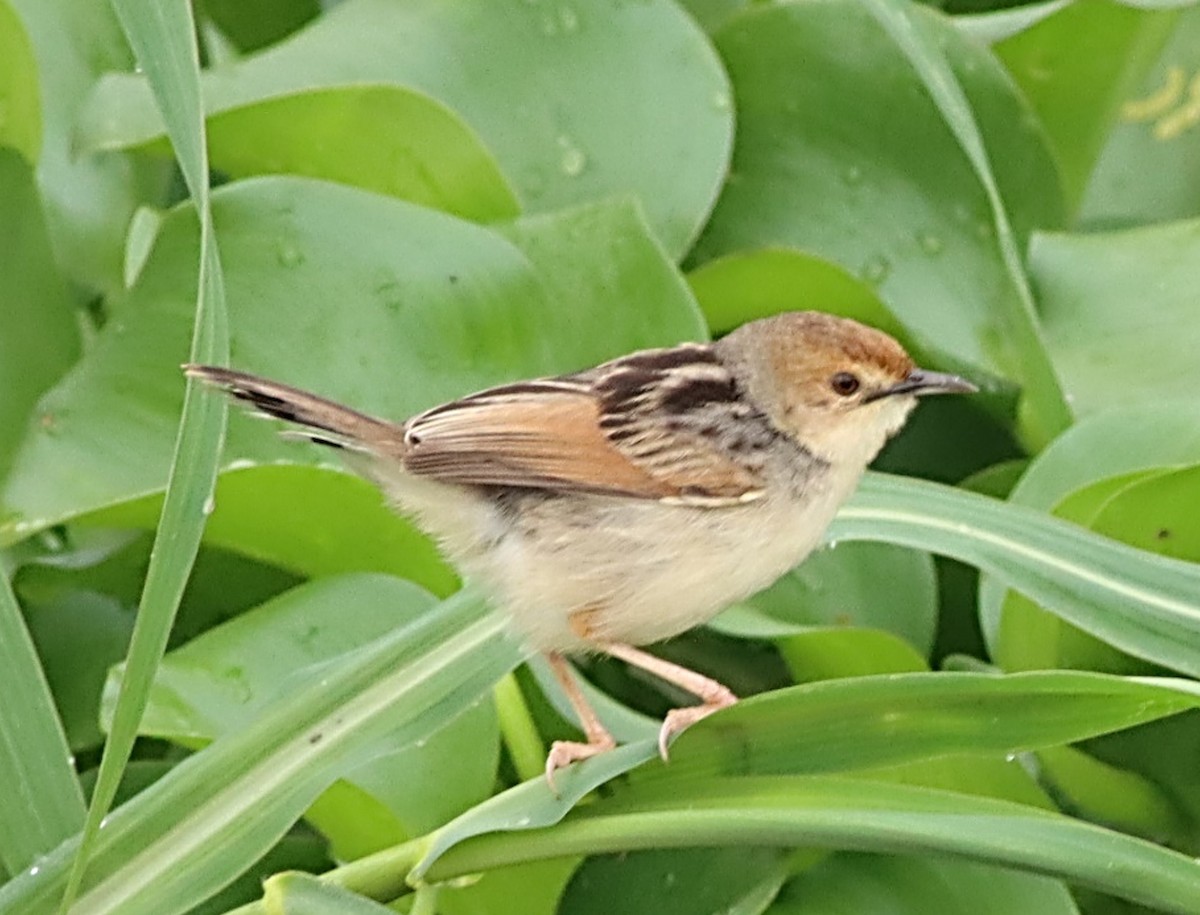 Carruthers's Cisticola - ML614053208