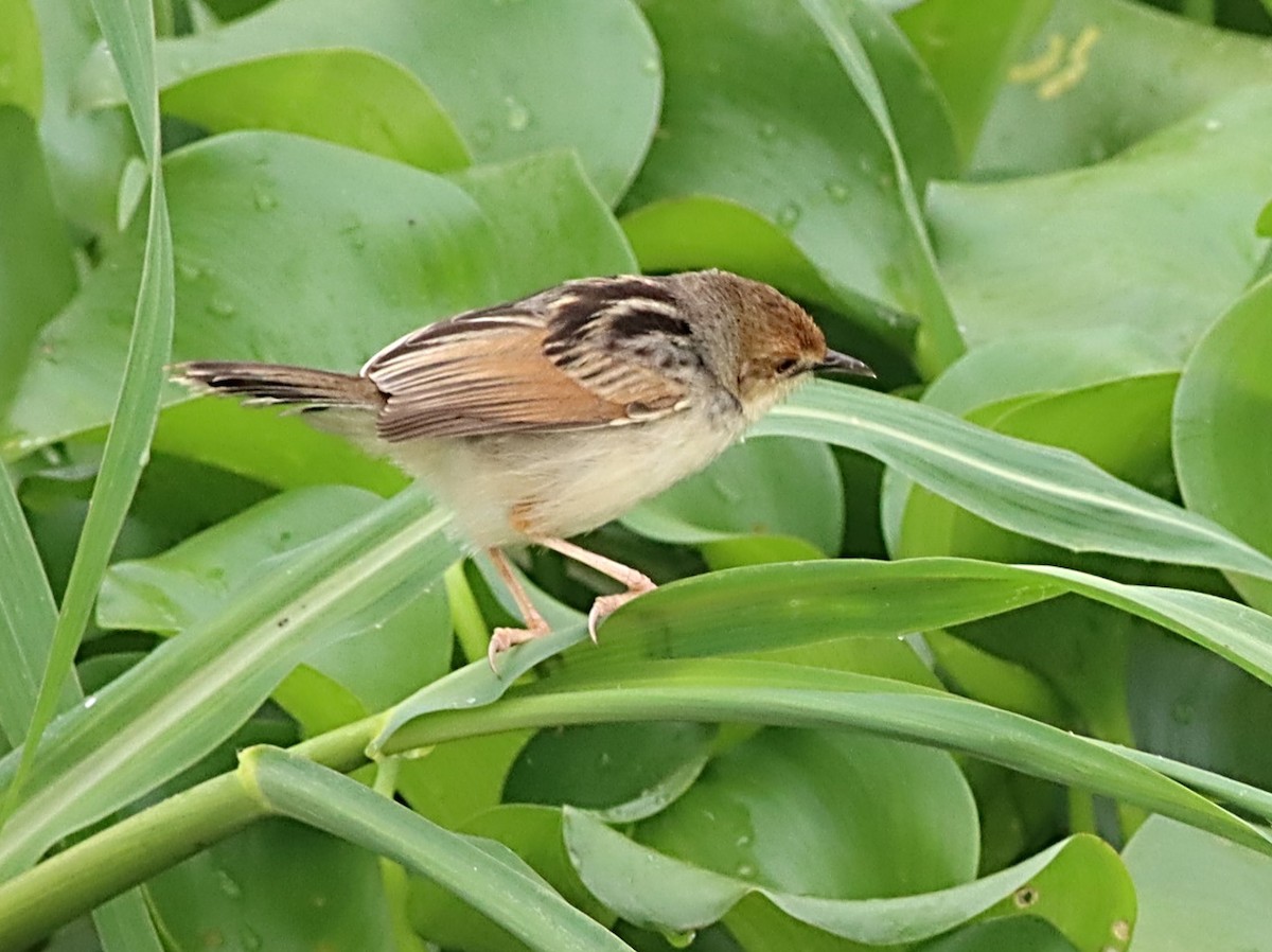 Carruthers's Cisticola - ML614053211