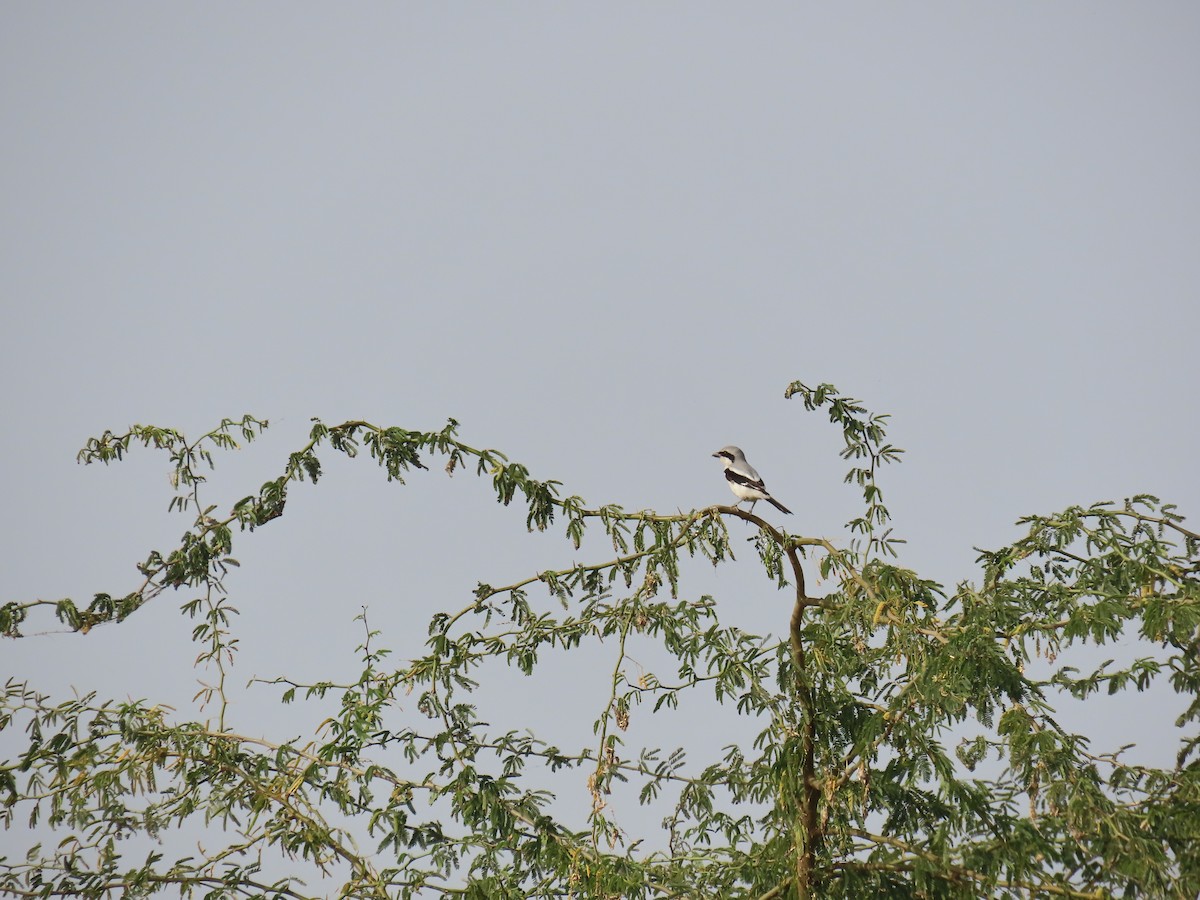 Great Gray Shrike (Indian) - ML614053477