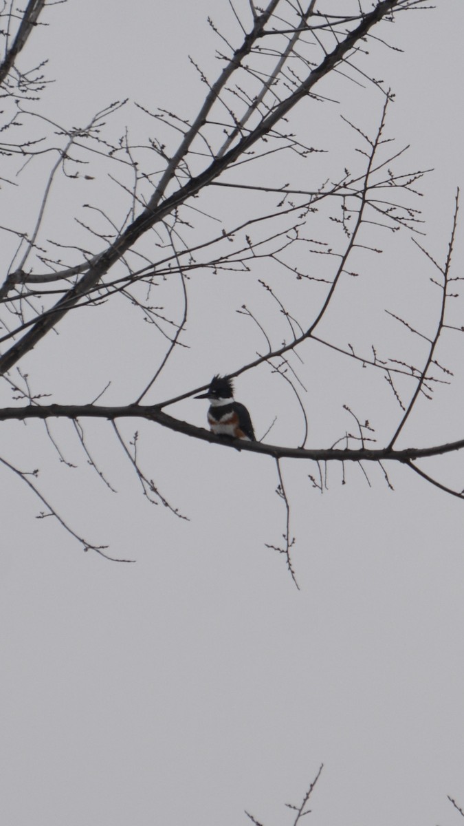 Belted Kingfisher - ML614053480