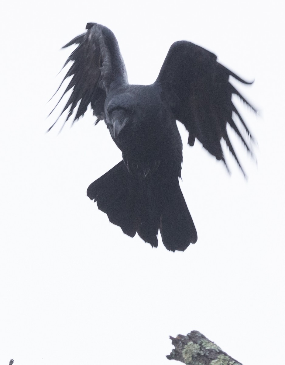 Common Raven - ML614053715