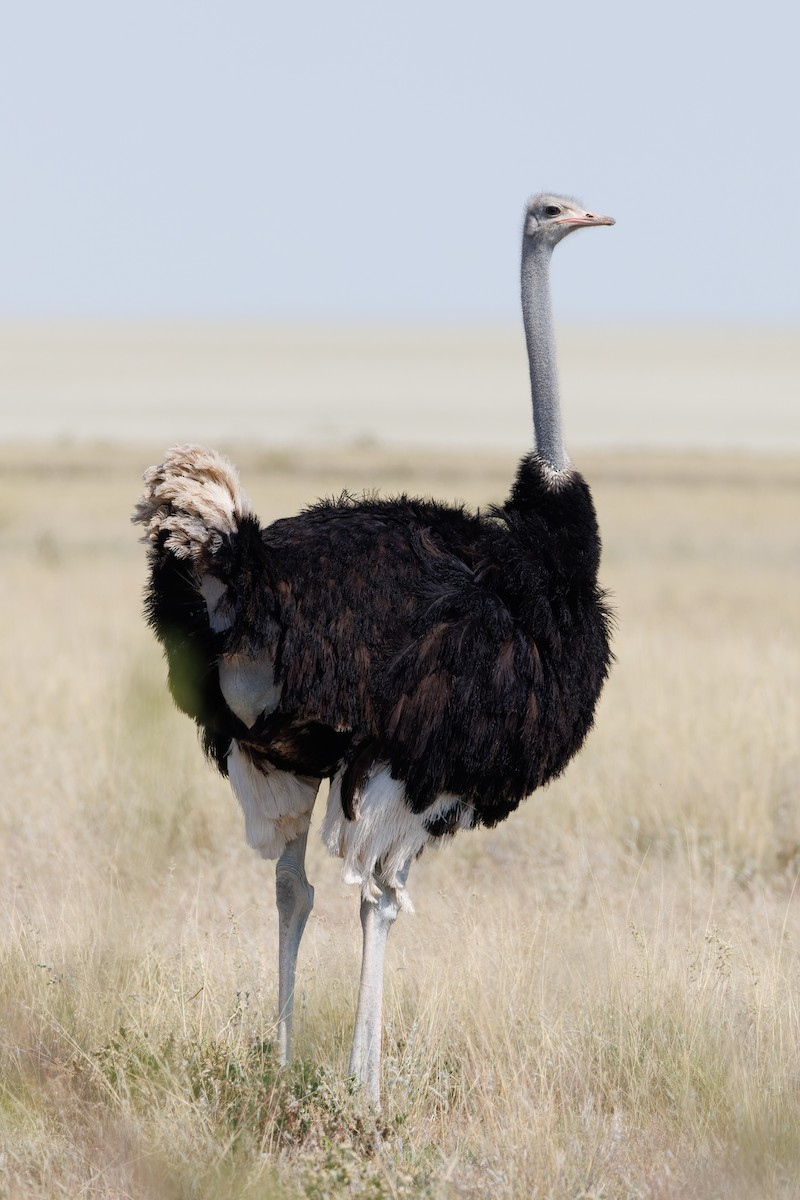 Common Ostrich - ML614053852