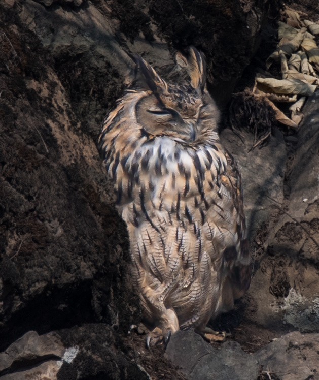 Eurasian Eagle-Owl - ML614053941