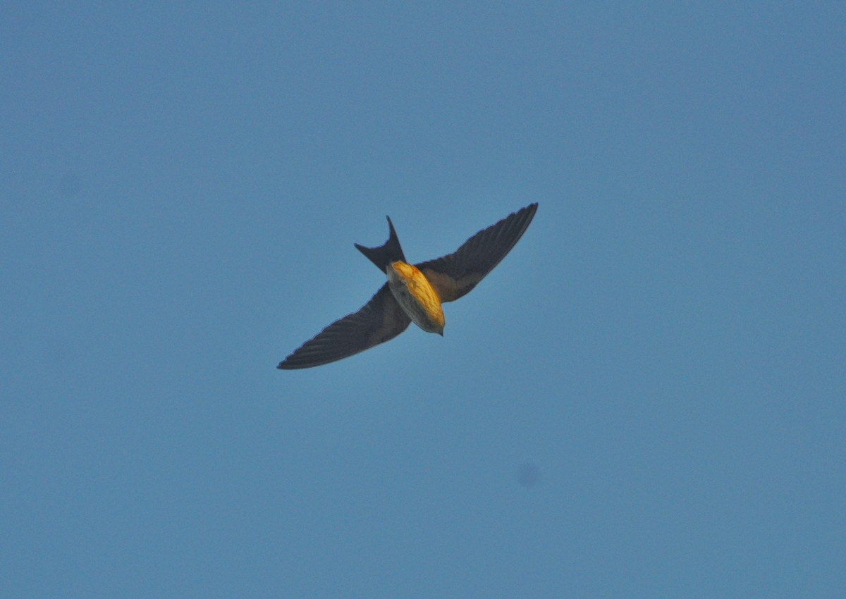 Red-rumped Swallow - ML614054170