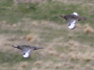 コーカサスセッケイ - eBird