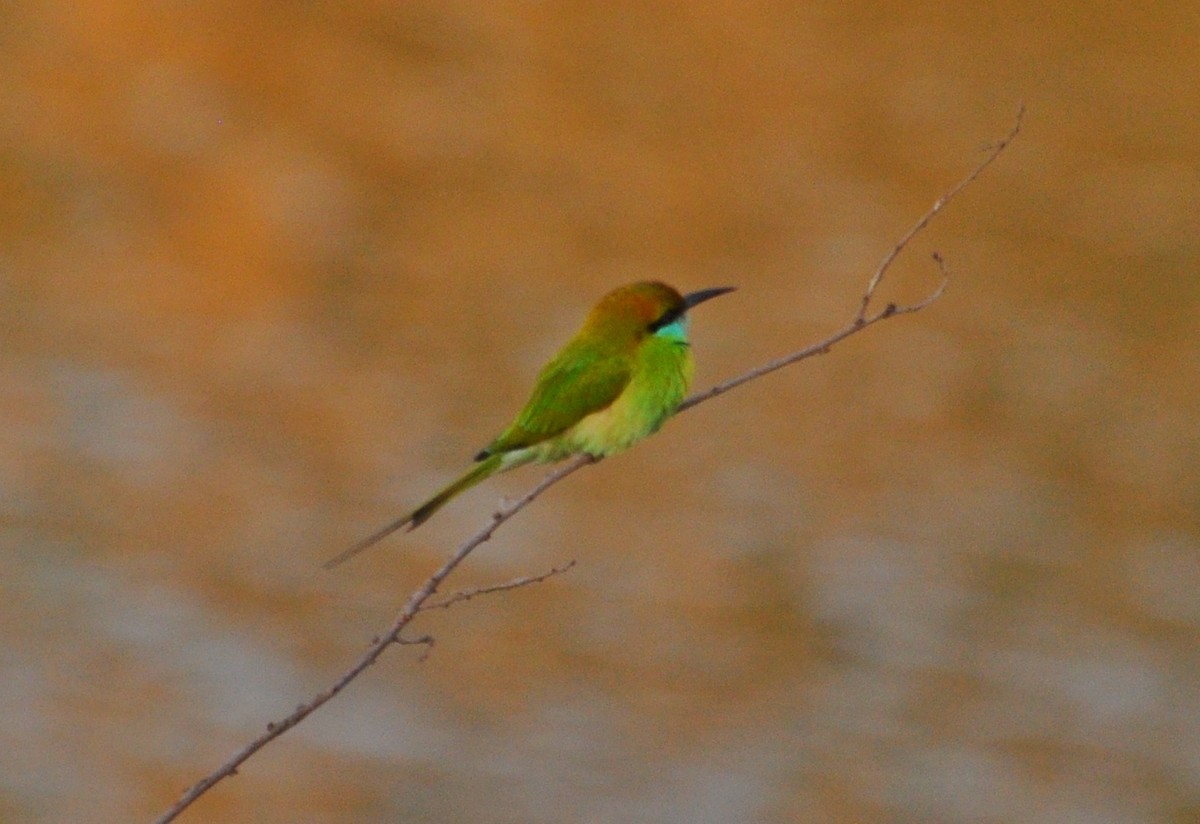 Asian Green Bee-eater - ML614054235