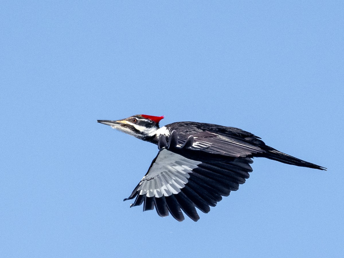 Pileated Woodpecker - ML614054452