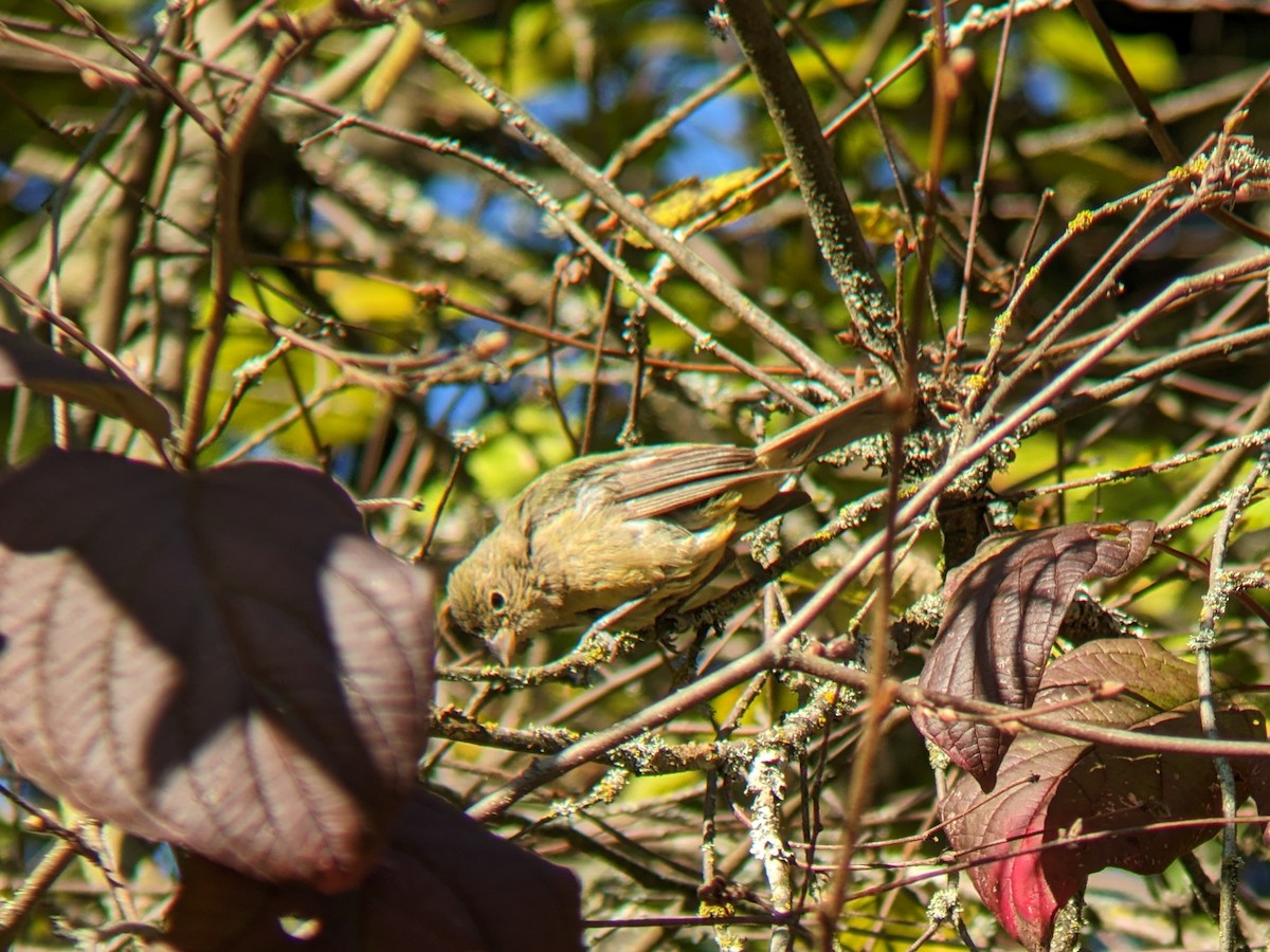 Painted Bunting - ML614054674