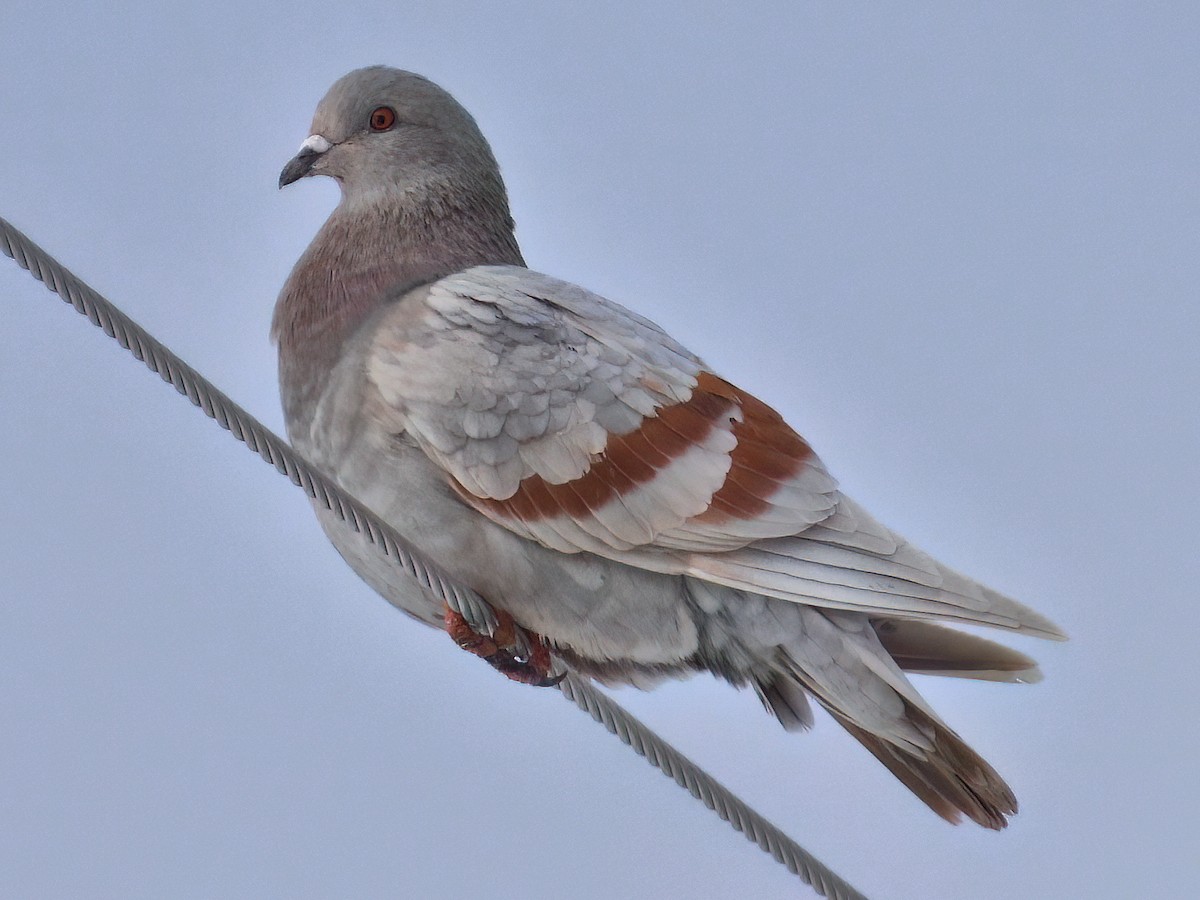 Rock Pigeon (Feral Pigeon) - Bobby Dailey
