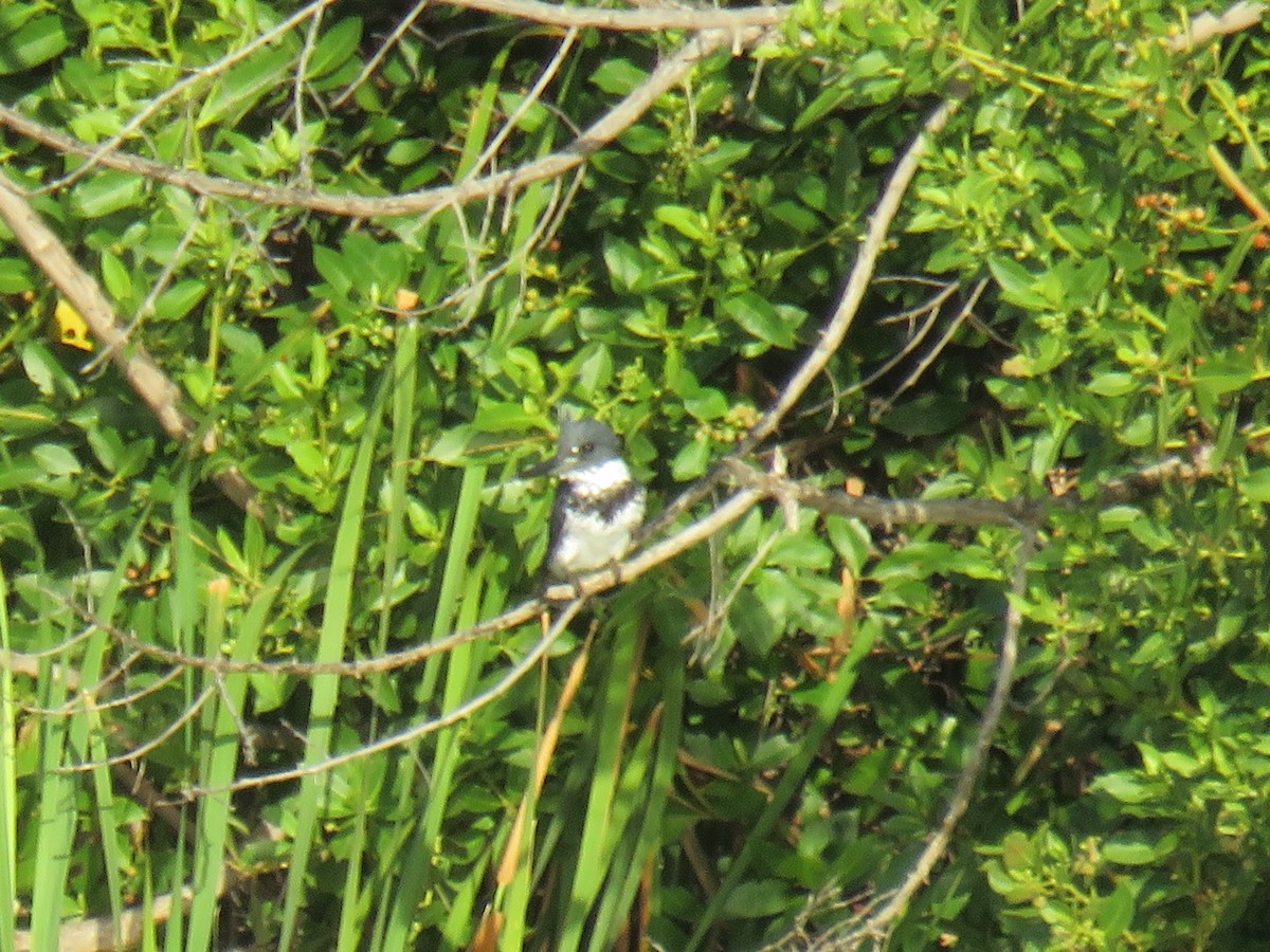 Belted Kingfisher - ML614055074