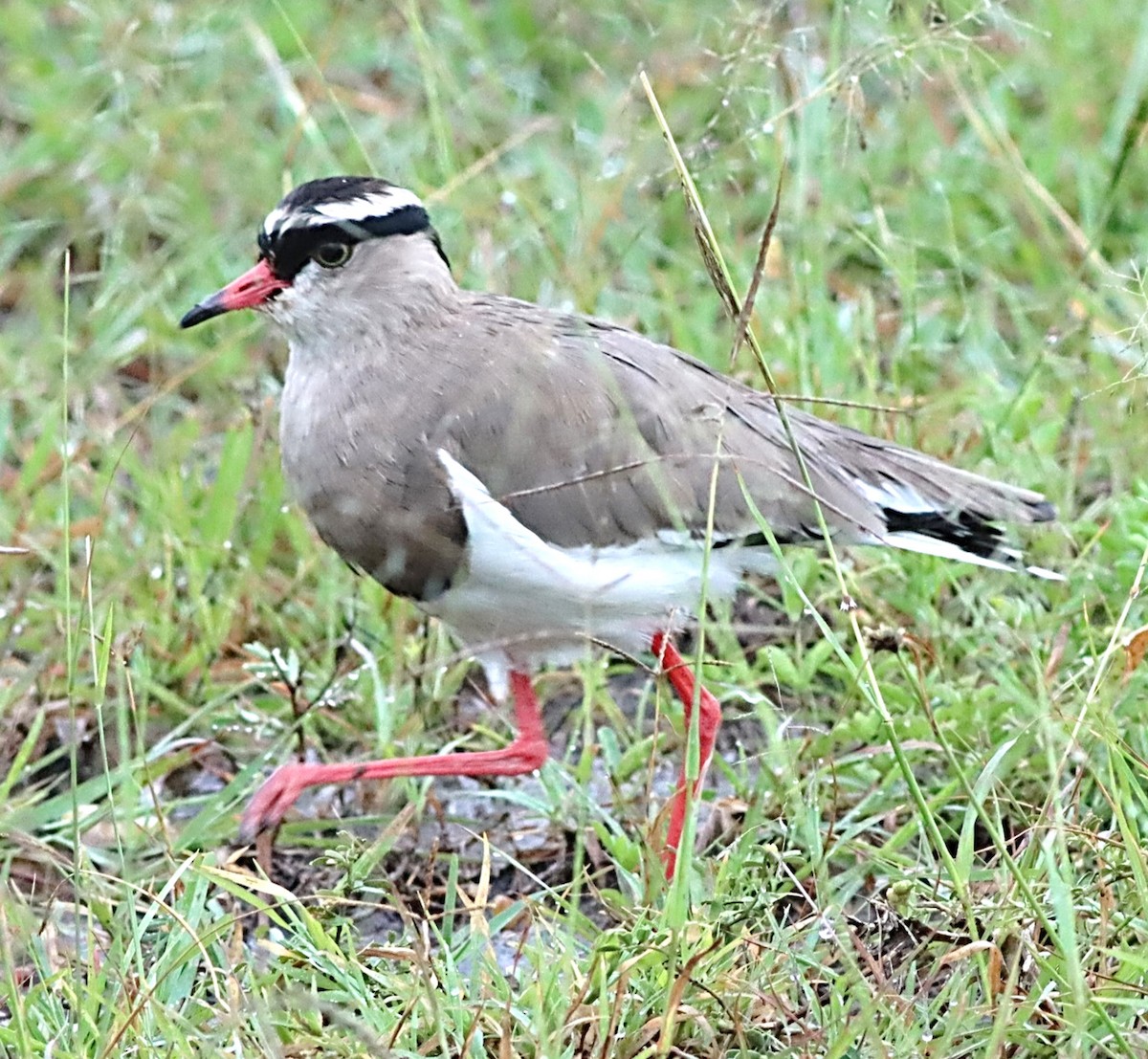Crowned Lapwing - ML614055148