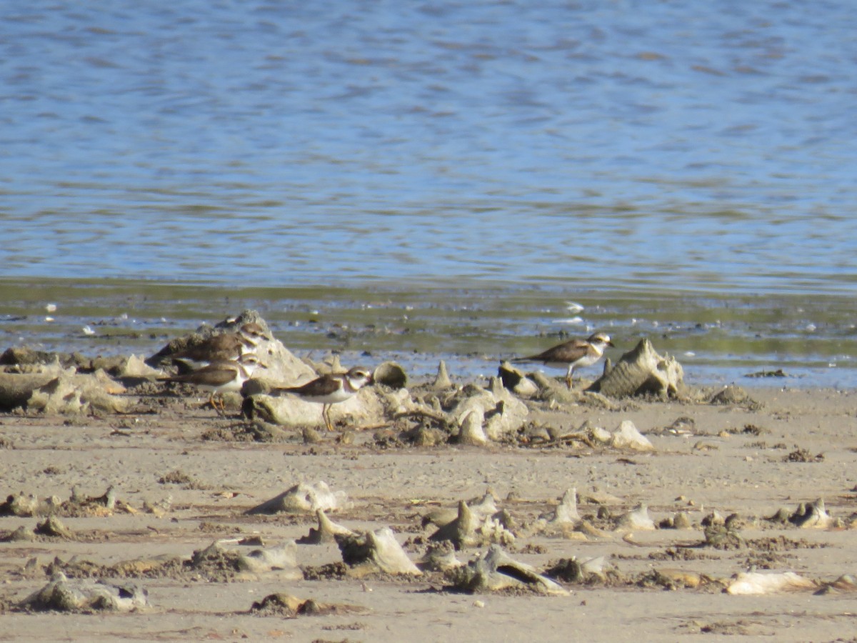 Semipalmated Plover - ML614055530