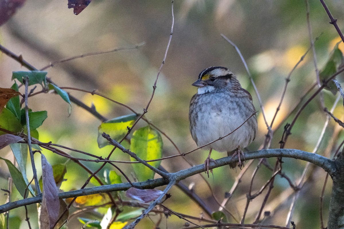 White-throated Sparrow - Johnny Wilson
