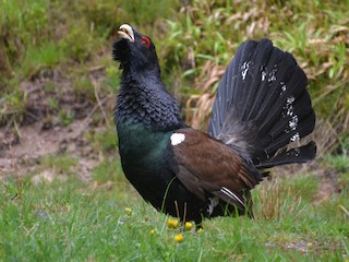 ヨーロッパオオライチョウ - eBird