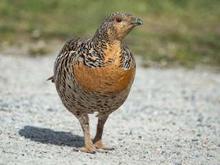 Пиздалар мен пиздалардың фотосуреттері