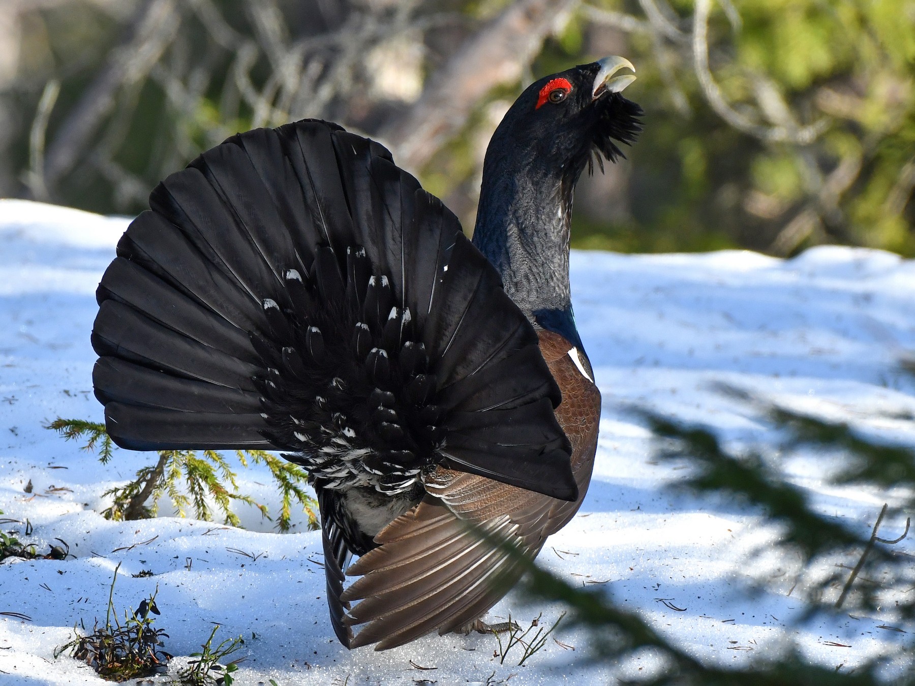 Western Capercaillie - José Frade