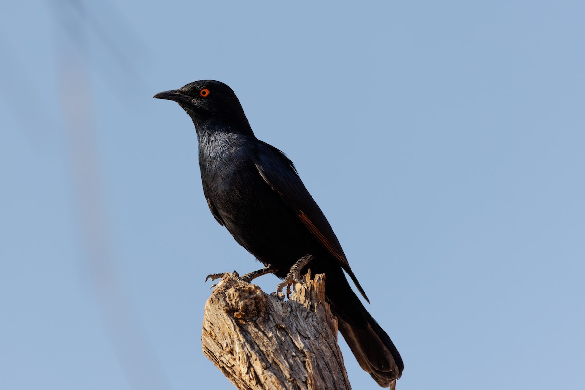 Pale-winged Starling - ML614055599