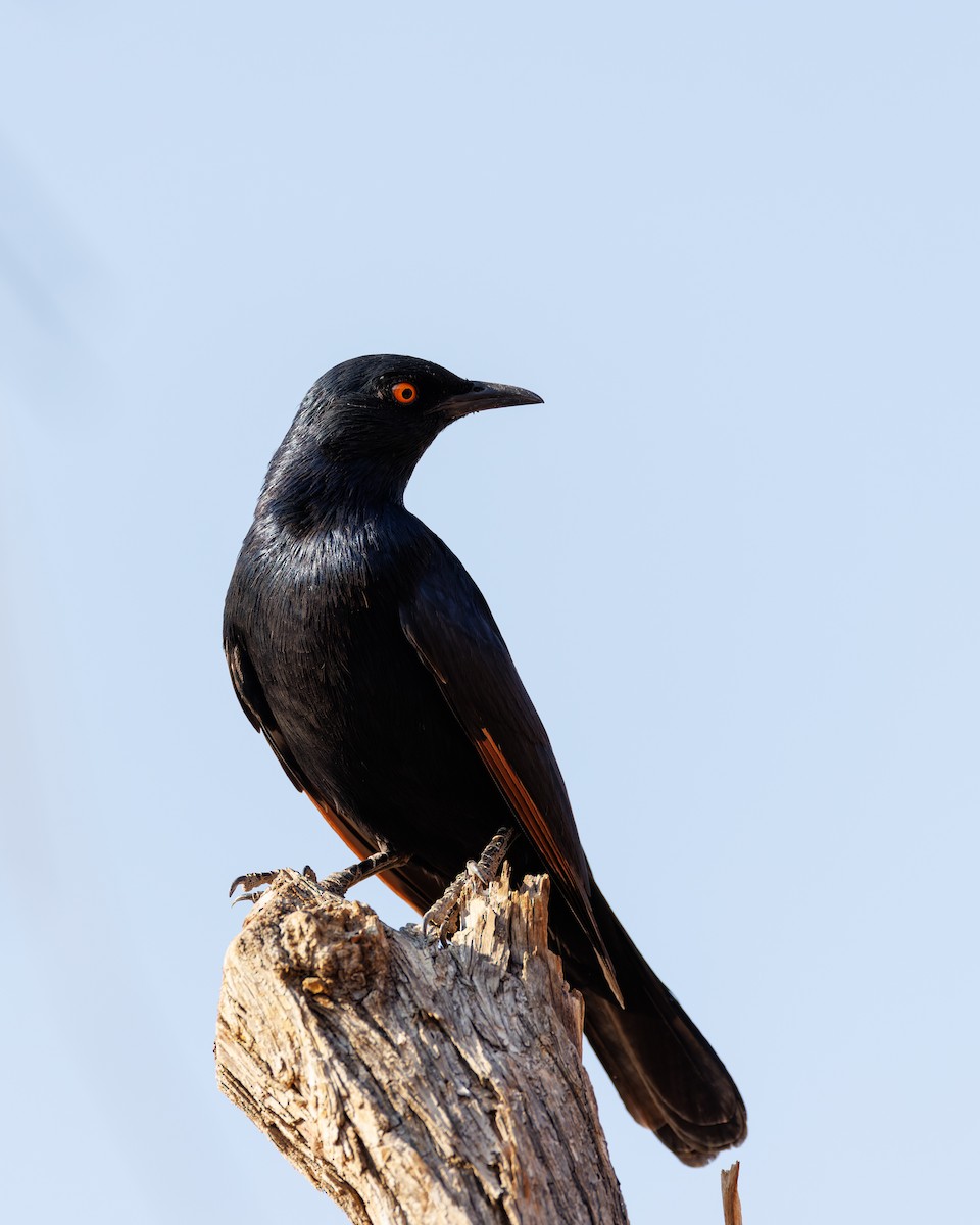 Pale-winged Starling - ML614055600