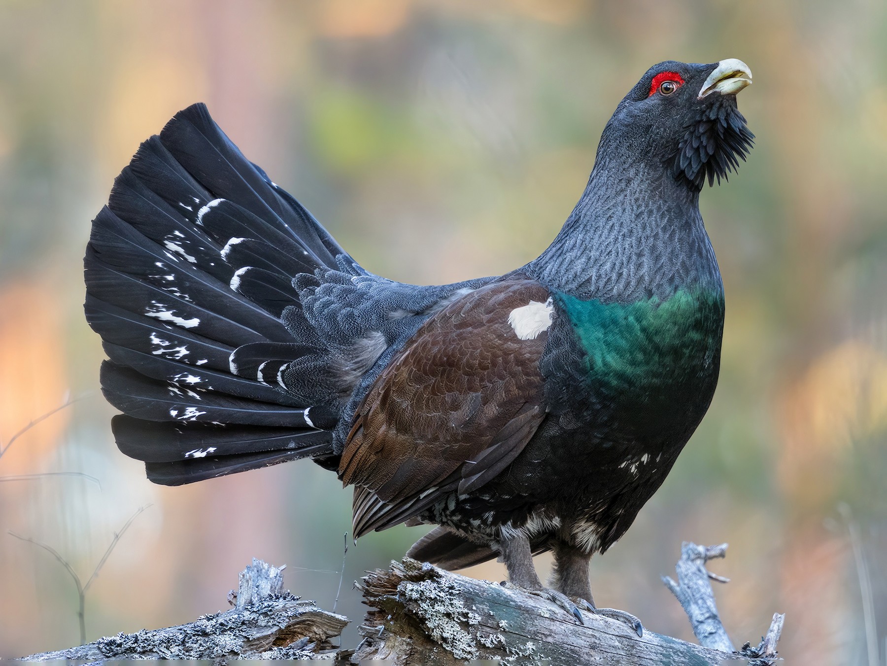 Western Capercaillie - Ivan Sjögren