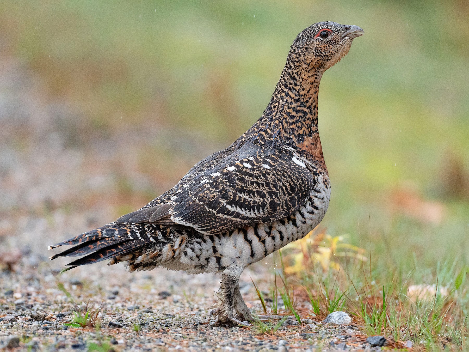 Western Capercaillie - Jérémy Calvo