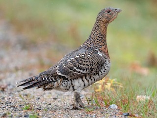 ヨーロッパオオライチョウ - eBird ヨーロッパオオライチョウ - eBird