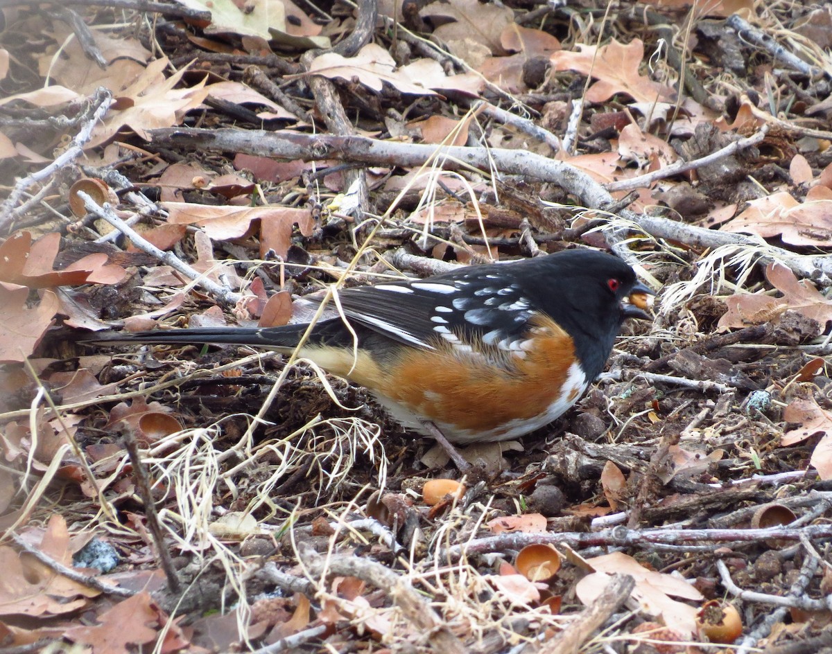 Spotted Towhee - ML614055634