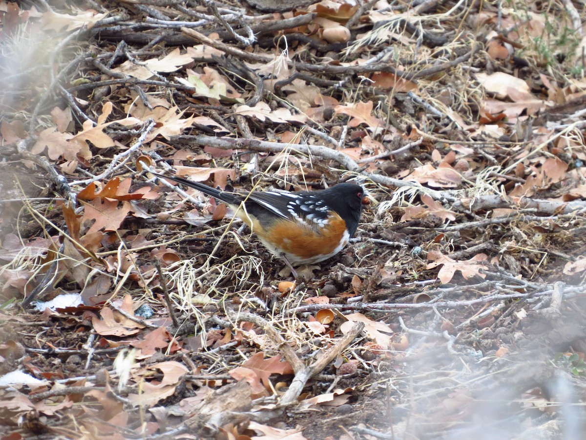 Spotted Towhee - ML614055635
