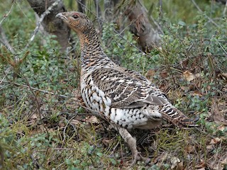 Ular anusni jinsiy aloqa mashinasi bilan yirtib tashlashadi