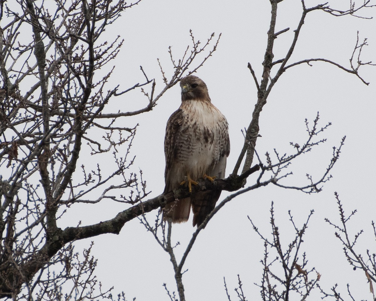 Red-tailed Hawk (borealis) - ML614055772