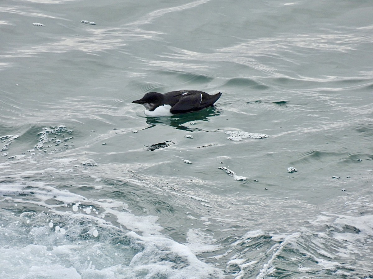 Thick-billed Murre - ML614055802