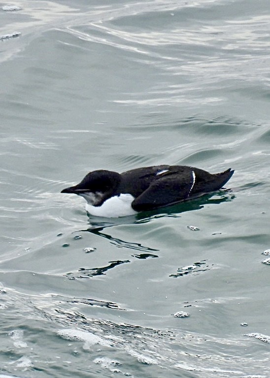 Thick-billed Murre - ML614055803
