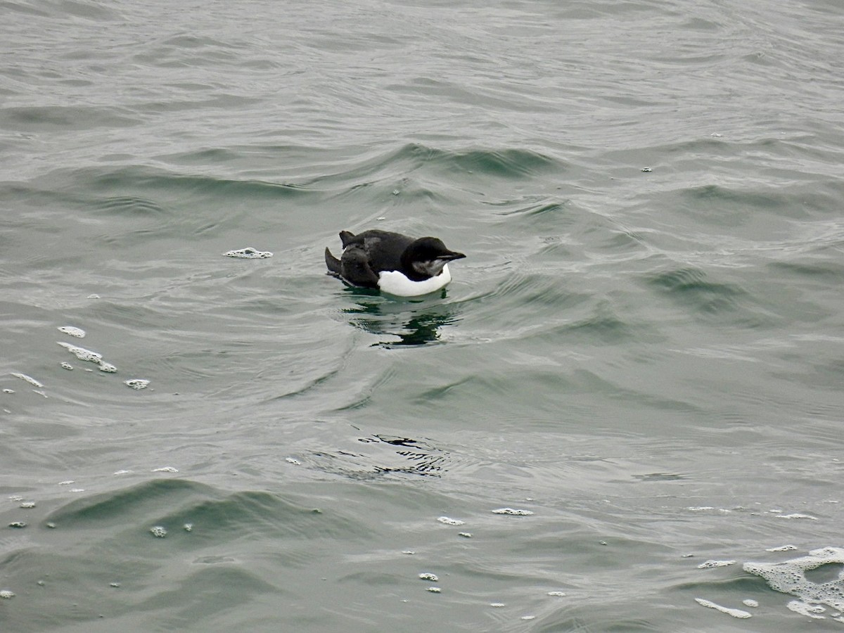 Thick-billed Murre - ML614055805