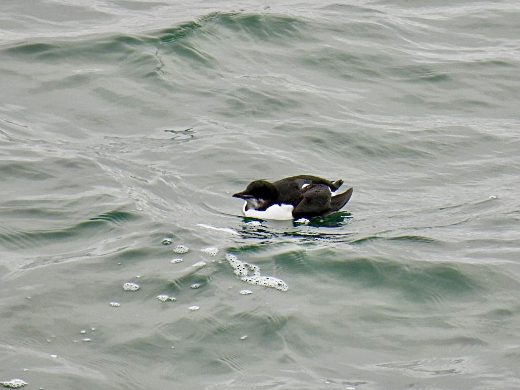 Thick-billed Murre - ML614055806