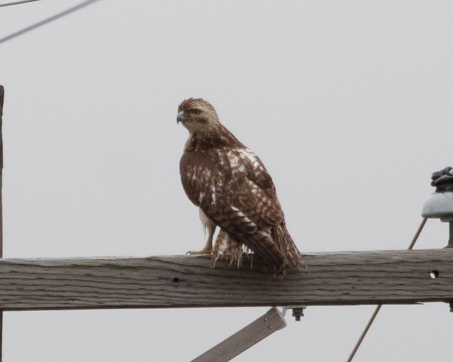 Red-tailed Hawk (borealis) - ML614055836