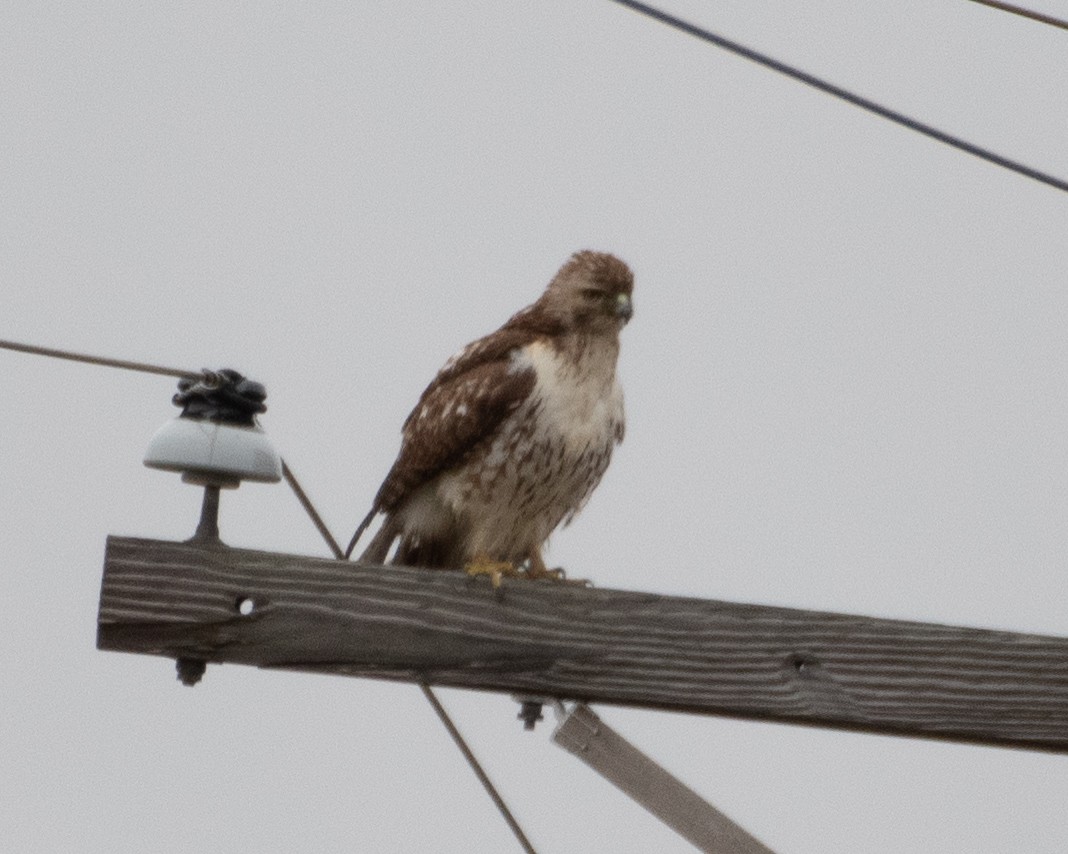Red-tailed Hawk (borealis) - ML614055837