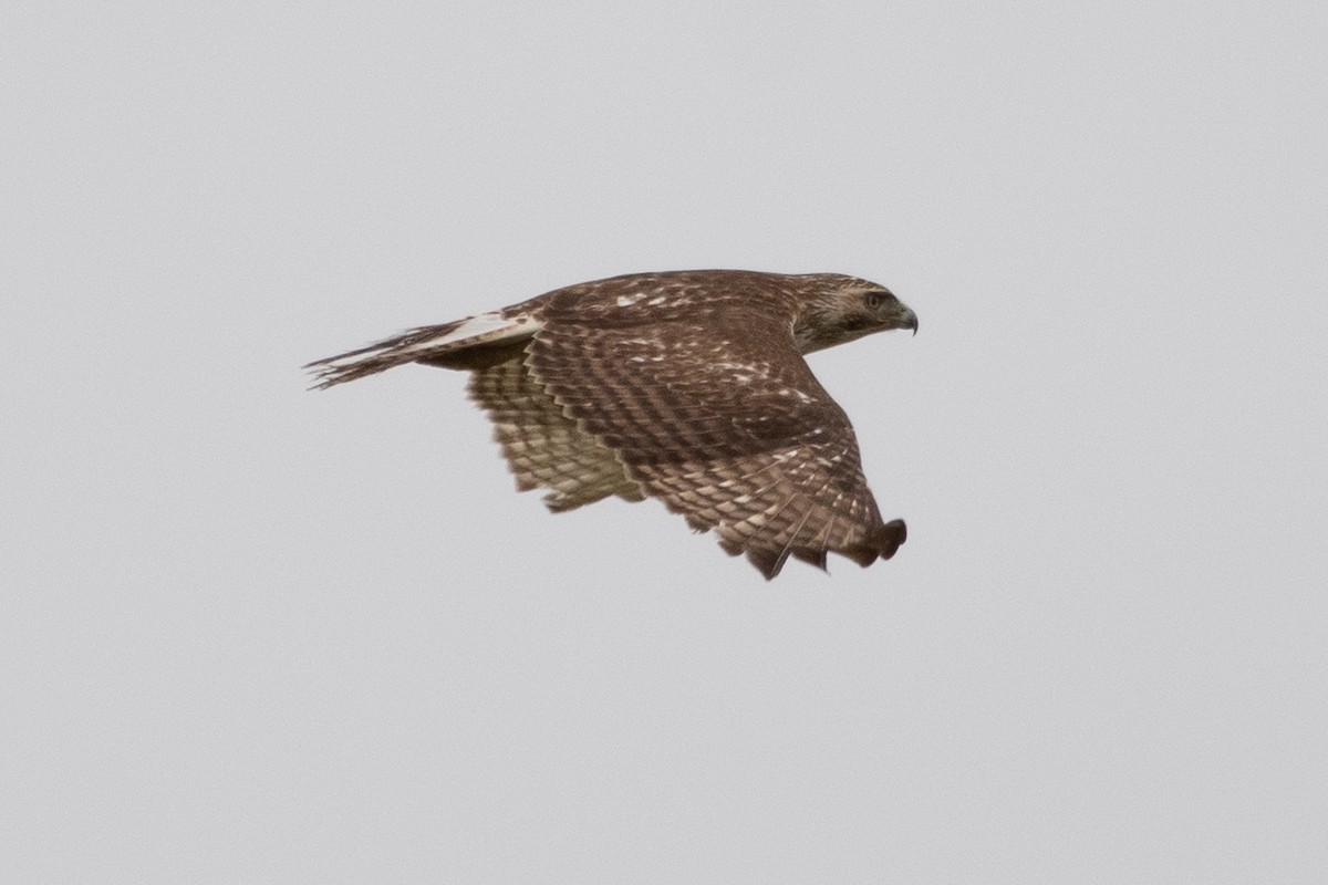 Red-tailed Hawk (borealis) - ML614055839